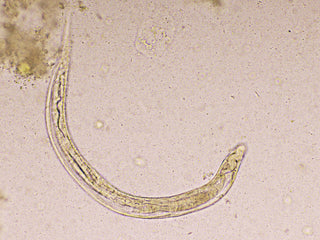 Zwergfadenwurm – Symptome und Behandlung
