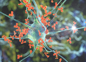 Autoimmunerkrankungen: Ursachen, Symptome, Behandlung