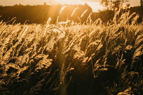 Feld mit Gräsern im Sonnenuntergang