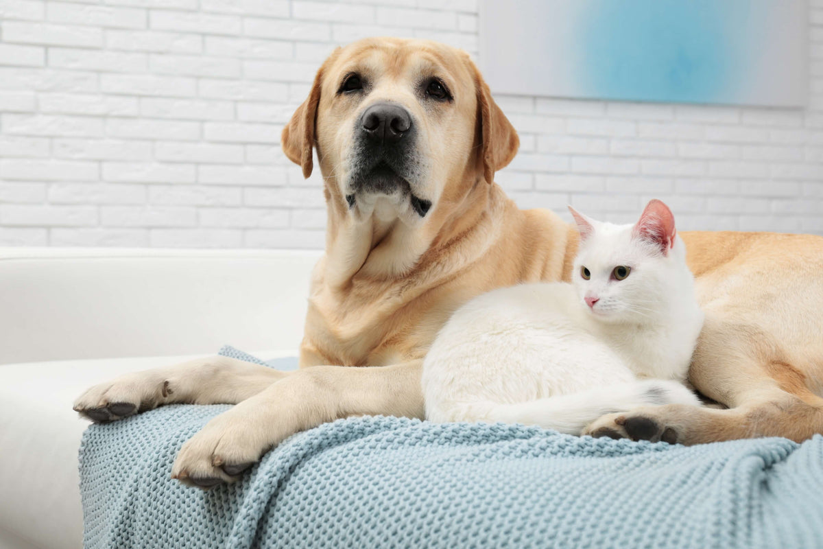 Allergie gegen Hunde und Katzen