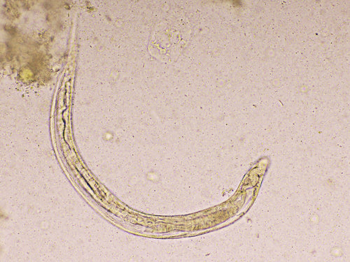 Zwergfadenwurm – Symptome und Behandlung