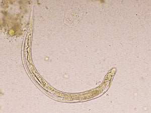 Zwergfadenwurm – Symptome und Behandlung